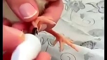 Baby Chick Gets a Fashion Glow-Up! 🐥💅 #CuteAnimals
