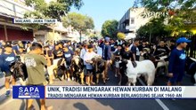 Tradisi Mengarak Hewan Kurban di Malang Hingga Hias Domba di Sukabumi | SAPA MALAM