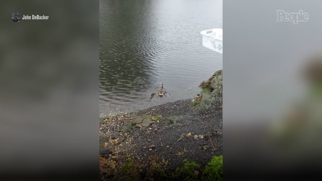 Community Works Together to Save 11 Ducklings Stuck in a Storm Drain Without Their Mother