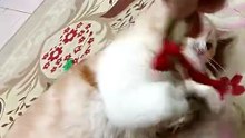 Kobe Meowing