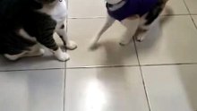 Kitten