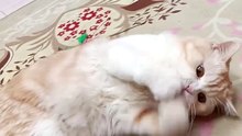 Kobe Cute British Cat