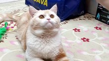 Kobe British Cat