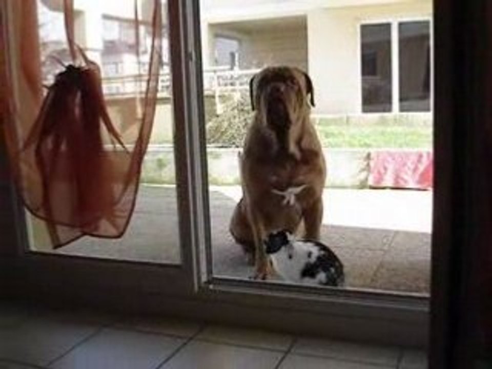 Jo mon chien (dogue de bordeaux) et panpan