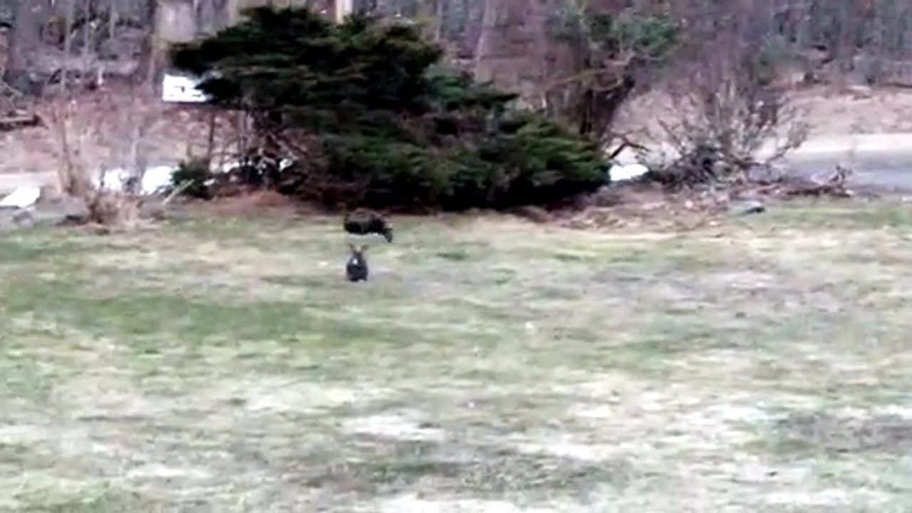 Cory cautions Mom against the scary roaming void floofs on the other side of the window screen. | #SparklegleamFarm #Bunny #Cory #farm #rabbit #farmanimals #catlovers #cute
