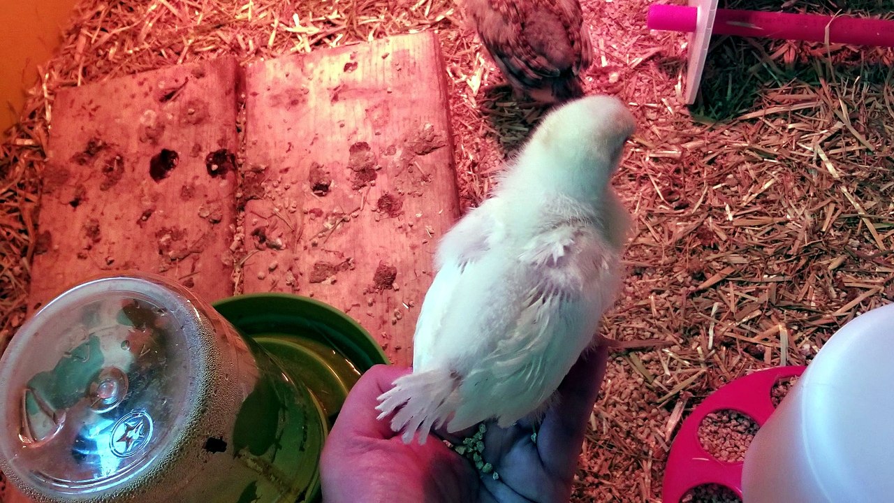 The king of the brooder descends to mingle with his subjects. | #SparklegleamFarm #Chicken #farm #farmanimals #cute