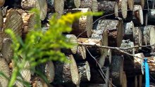 Forêt privée: les producteurs interpellent les partis politiques