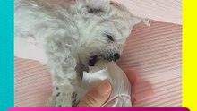 Mujer rescata a cachorrito abandonado y le cambia la vida por completo