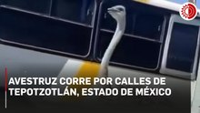 Un avestruz fue captado corriendo por calles de Tepotzotlán, Estado de México.
