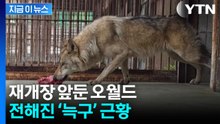 ‘탈출’ 그 후 두 달...재개장 앞두고 전해진 ‘늑구’의 반전 근황 [지금이뉴스] / YTN
