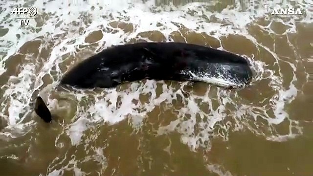 Argentina, morto capodoglio che si era arenato sulla spiaggia