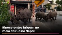 Rinocerontes brigam no meio da rua no Nepal e assustam turistas