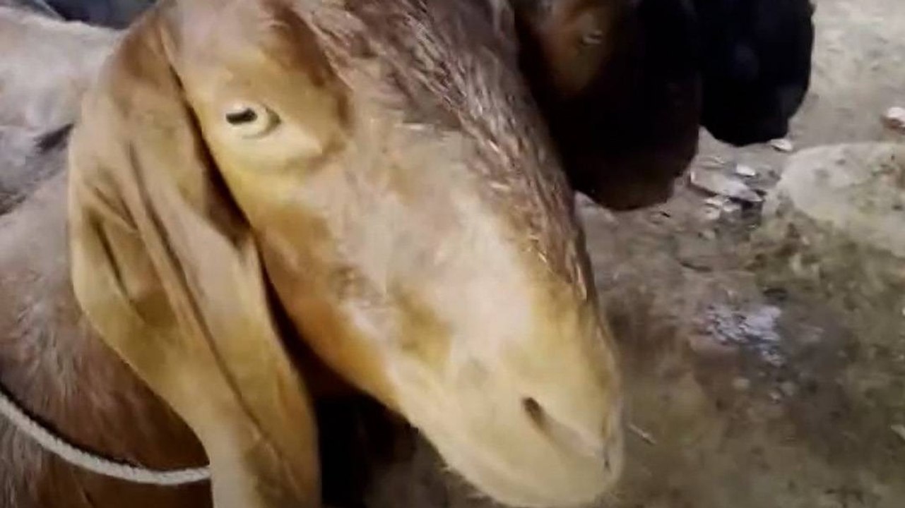 Bakrid Qurbani Rules: हाउसिंग सोसाइटी में कुर्ब...
