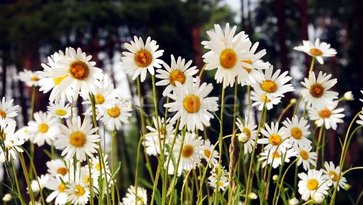 Daisy Meadow on a Sunny Day