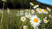 Beautiful Daisies in Meadow on Clear Sunny Day