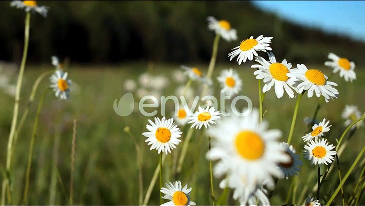 Beautiful Daisies in Meadow on Clear Sunny Day