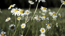 Beautiful Daisies in Meadow on Clear Sunny Day1