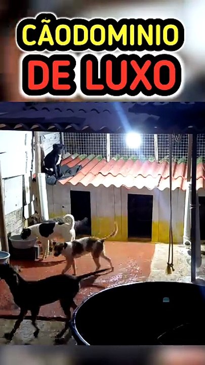 Dogs