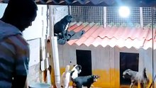 Cães Just funny animals, os melhores vídeos