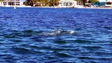 NSW Dolphin Census