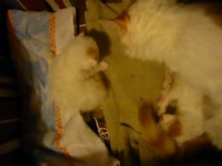 Les chatons apprennent à être propres