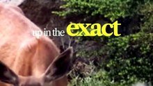 A Camel Refused to Move During a Desert Storm 😨 Then Everyone Realized Why!