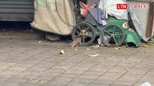 「床墊長城」才剛被罵！潭子運動公園驚變「米奇妙妙屋」 10多隻肥鼠大白天開趴