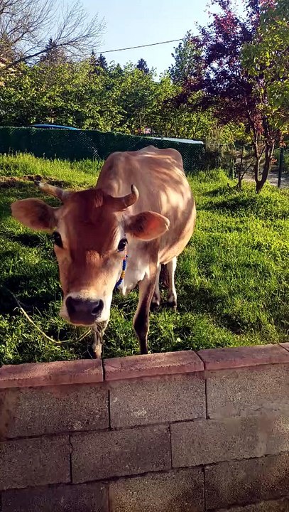 Cow
