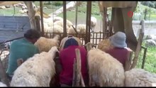 Yazın sessiz katilleri Türkiye'ye geri döndü! Bu illerde yaşayanlar dikkat! İşte belirtiler...