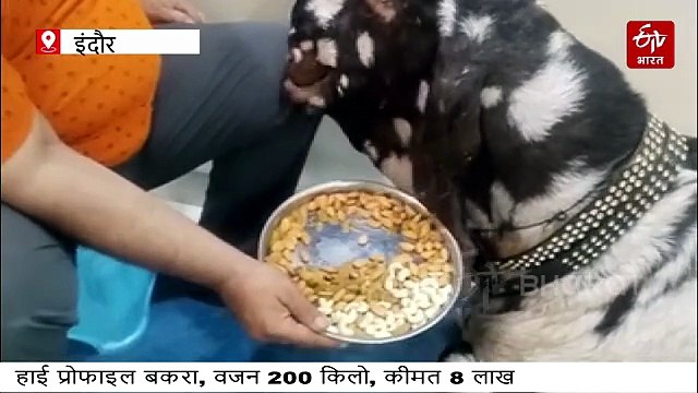 इंदौर का हाई प्रोफाइल बकरा, ठाट पूरे नवाबी, ड्राई फ्रूट और दूध का शौकीन, कीमत 8 लाख