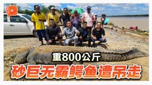 长逾17呎重800公斤 超级巨鳄落网