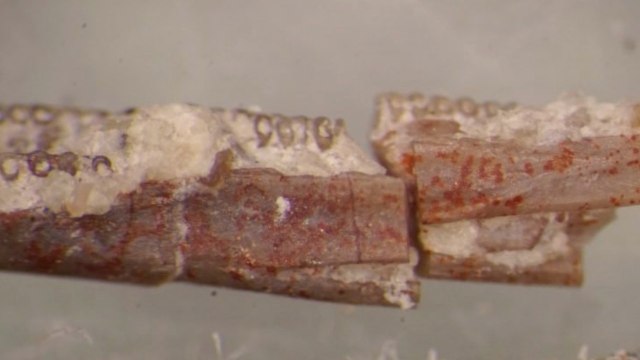 A closer look at the world's oldest worm fossil and its place in evolution