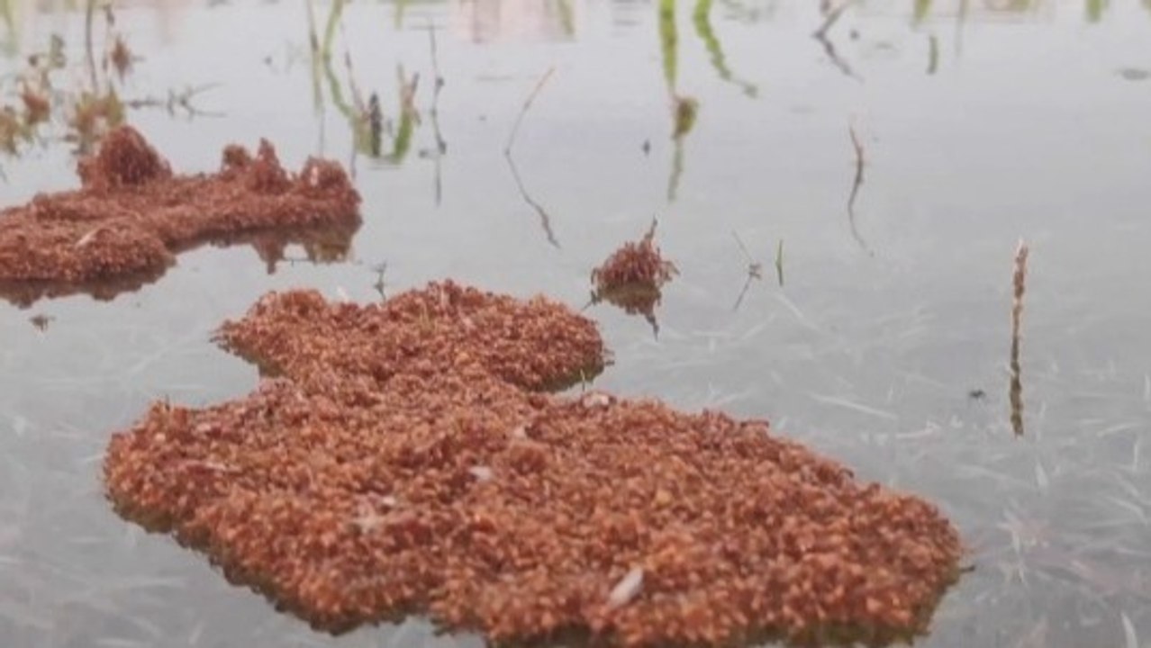 A Closer Look at Fire Ant Rafts Surviving Floodwaters