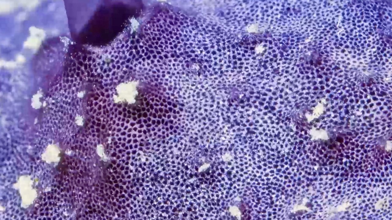 Ancient sponges were the first to do this hundreds of millions of years ago