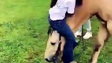 Horses