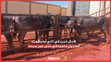 إقبال كبير في ثاني أيام العيد.. العجول جاهزة في مجزر طور سيناء
