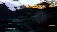 Greenpeace negli abissi artici, missione nel 'Banana Hole'