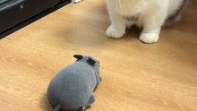 The Most Cautious Hunter Ever!