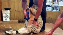 Shearing a small lamb to get it to grow bigger. Shearing lambs makes them feel cooler which encourages them to eat more to warm up and makes them grow faster.