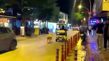 Firari kurbanlığa benzetilen Çorap kurbanlık olmaktan son anda kurtuldu