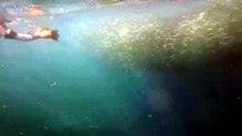 Un plongeur percuté par un rorqual en pleine frénésie du Sardine Run en Afrique du Sud