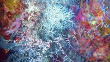 Basket Starfish, Makhluk Laut Aneh Bak dari Dunia Lain
