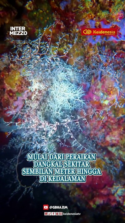 Basket Starfish, Makhluk Laut Aneh Bak dari Dun...