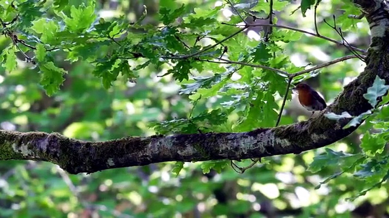 Springwatch - Season 2026 Episode 3