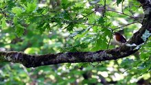 Springwatch S2026E03