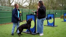 For the Love of Dogs S14E05
