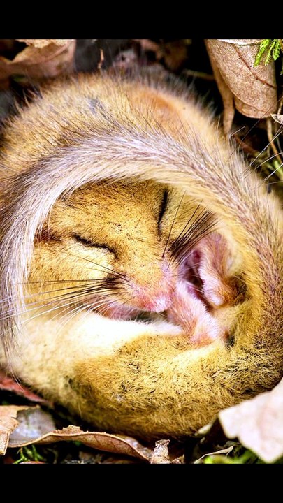 ಡಾರ್ಮೌಸ್ - Dormouse