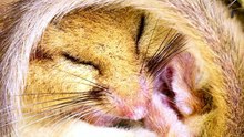 ಡಾರ್ಮೌಸ್ - Dormouse