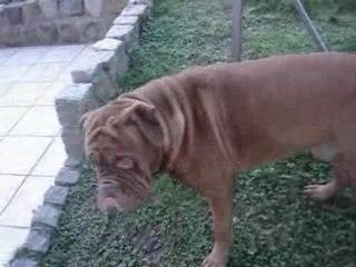 Jo dans le jardin qui fout rien comme d'habitude