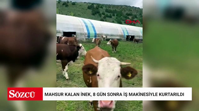 Düştüğü dinamit deposu çukurunda mahsur kalan inek, 8 gün sonra iş makinesiyle kurtarıldı